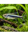 Hyphessobryconherbertaxelrodi 1,5-2cm