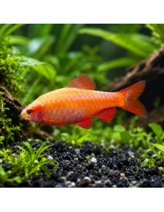 Barbus cerise albinos (Puntius titteya Albinos) 2-2,5cm