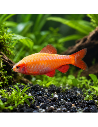 Puntius Titteya Albinos 2-2,5cm