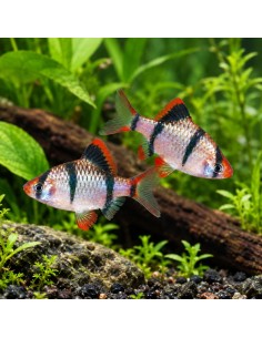 Barbus tigre (Desmopuntius tetrazona) 2-2,5cm