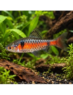 Barbus Odessa (Pethia padamya) 3-3,5cm