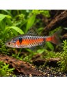 Pethia Padamya 3-3,5cm