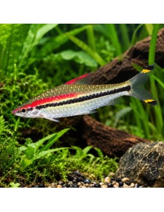 Barbus crayon (Sahyadria denisonii) 3-4cm