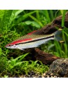 Barbus crayon (Sahyadria denisonii) 3-4cm