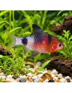 Barbus nigrofasciata (Pethia nigrofasciata) 2-2,5cm
