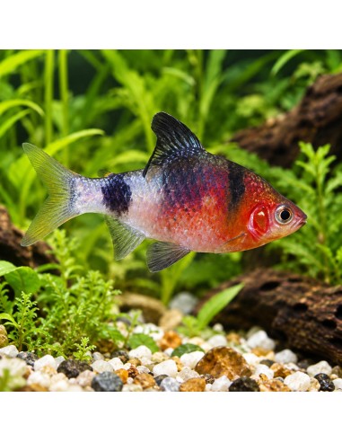 Pethia Nigrofasciata 2-2,5cm