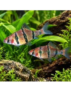 Barbus pentazona (Desmopuntius pentazona) 1,5-2cm Wild