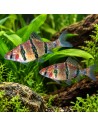 Desmopuntius Pentazona 1,5-2cm Wild
