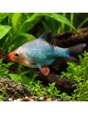 Barbus vert (Desmopuntius tetrazona Green) 2-2,5cm
