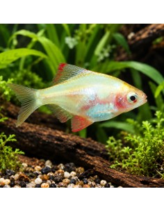 Barbus albinos blanc (Desmopuntius tetrazona Albino White) 2-2,5cm
