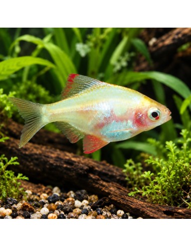 Desmopuntius Tetrazona Albino White  2-2,5cm