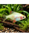 Desmopuntius Tetrazona Albino White  2-2,5cm