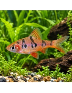 Barbus rhomboocellatus (Desmopuntius rhomboocellatus) 2,5-3cm Wild