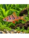 Desmopuntius Rhomboocellatus 2,5-3cm Wild
