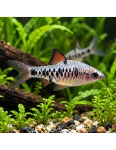 Barbus Oliotius oligolepis (Oliotius oligolepis) 2-2,5cm
