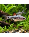 Oliotius Oligolepis 2-2,5cm