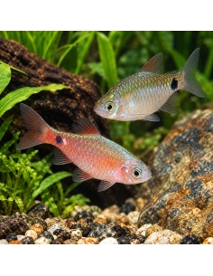 Barbus conchonius (Pethia conchonius) 3,5-4cm