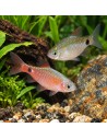 Pethia Conchonius 3,5-4cm