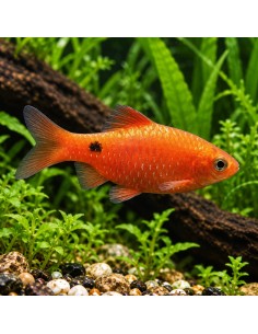 Barbus conchonius Neon Red (Pethia conchonius Neon Red) 4-5cm
