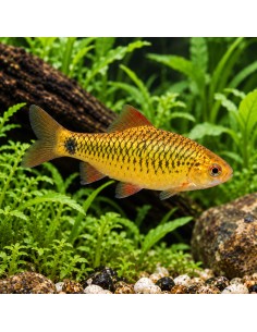 Barbus Shuberti (Barbodes schuberti) 2-2,5cm