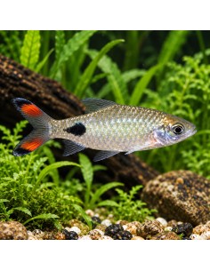 Barbus filamentosa (Dawkinsia filamentosa) 5-6cm