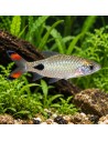 Barbus filamentosa (Dawkinsia filamentosa) 5-6cm