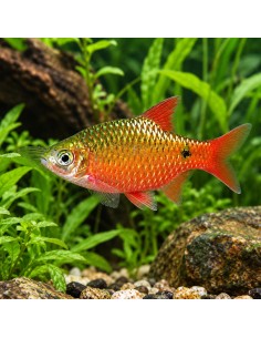 Barbus conchonius Gold (Pethia conchonius Gold) 3-3,5cm