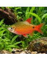 Pethia Conchonius Gold3-3,5cm