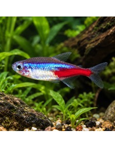 Néon bleu (Paracheirodon innesi) 1,5-1,7cm