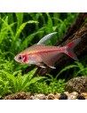 Hyphessobrycon Rosaceus White Fin 1,5-2cm