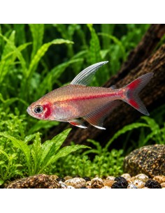Tétra rosé nageoires blanches (Hyphessobrycon rosaceus White Fin) 2,5-3cm