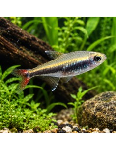 Hyphessobrycon loretoensis (Hyphessobrycon loretoensis) 2-2,5cm Wild