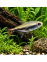 Hyphessobrycon Loretoensis 1,5-2cm Wild