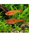 Tétra amandae (Hyphessobrycon amandae) 1-1,2cm