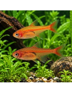 Hyphessobrycon Amandae 1,2-1,5cm