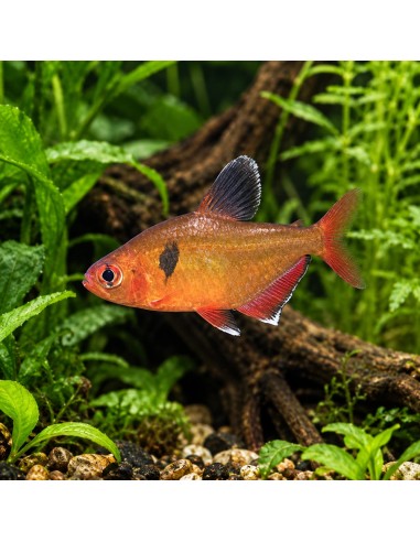 Tétra eques voiles (Hyphessobrycon eques Veiltail) 1,5-2cm