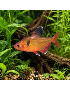 Tétra eques voiles (Hyphessobrycon eques Veiltail) 2-2,5cm