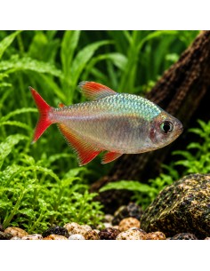 Hyphessobrycon Columbianus 2-2,5cm