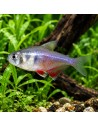Hyphessobrycon Flammeus 1,5-2cm