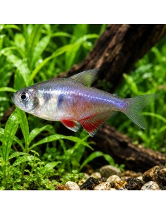 Tétra flammeus (Hyphessobrycon flammeus) 2-2,5cm