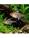 Hyphessobrycon Erythrostigma 3-4cm Wild