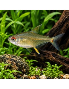 Tétra citron (Hyphessobrycon pulchripinnis) 1,5-2cm