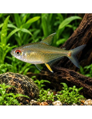 Hyphessobrycon Pulchripinnis 1,5-2cm