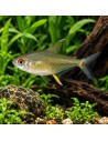 Hyphessobrycon Pulchripinnis 2-2,5cm