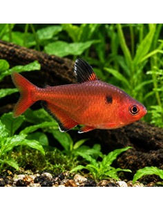 Tétra charbon (Hyphessobrycon eques) 1,5-2cm