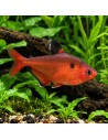 Hyphessobrycon Eques 2-2,5cm