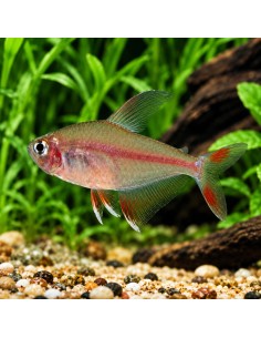 Tétra bentosi (Hyphessobrycon bentosi) 2-2,5cm Wild