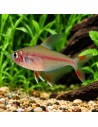 Hyphessobrycon Bentosi 2,5-3cm Wild