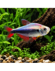 Hyphessobrycon margitae (Hyphessobrycon margitae) 2,5-3cm