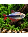 Hyphessobrycon Margitae 2,5-3cm